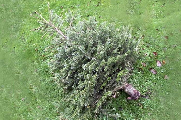 Feestdagen voorbij, kerstboom de deur uit