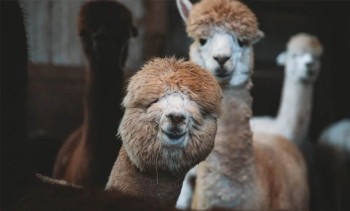 Wandelen met alpaca bij Hoppies
