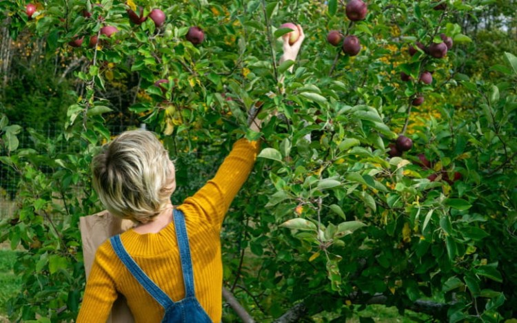 Bommelse Zelfplukdagen komen er weer aan