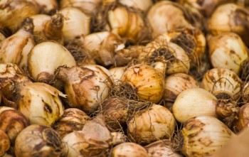 Bollendag Hurns kerkje