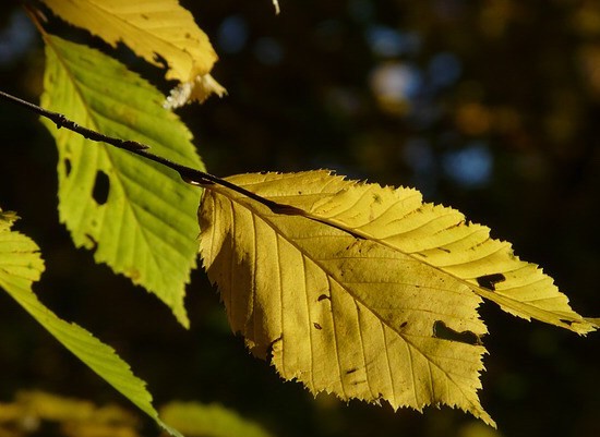 Gemeente gaat zieke bomen kappen