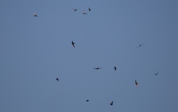 (Avond) Excursie gierzwaluwen