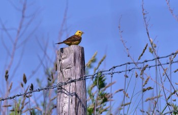 Infoavond oprichting akkervogelwerkgroep