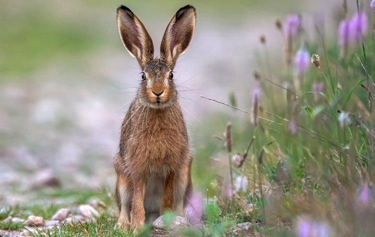 Politie houdt in Ammerzoden man aan voor wildstroperij