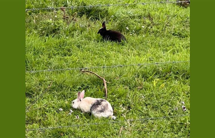 “Tamme konijntjes horen niet in natuurgebied!”