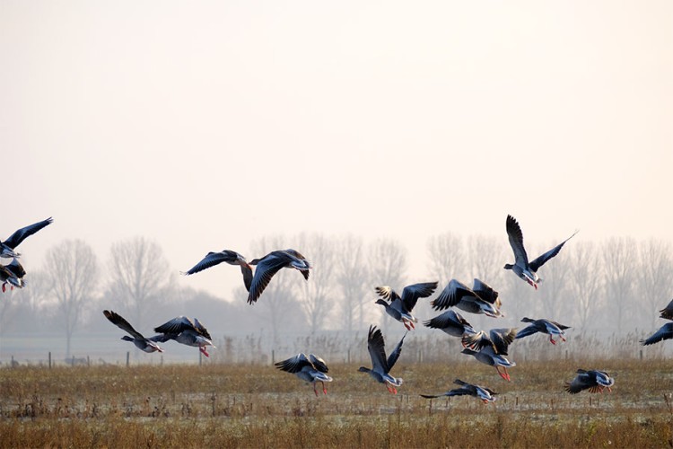 Dauwtrappen in het Munnikenland