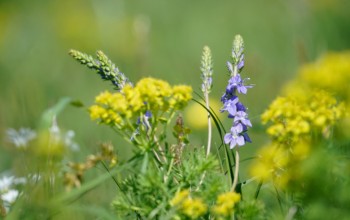 Bloemen van het Munnikenland