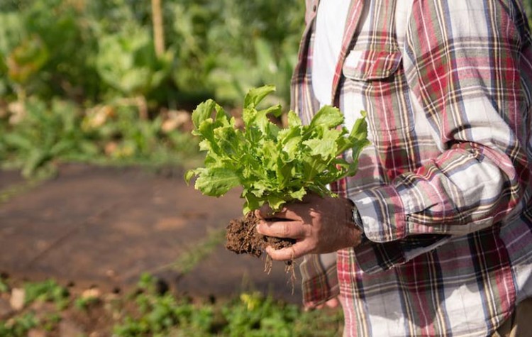 Oude Moestuin nog even open