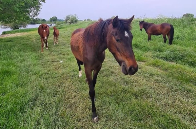 Eigenaar loslopende pony’s en paarden gevonden