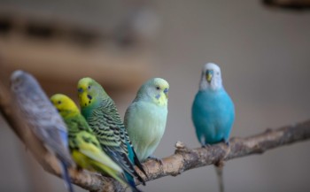 Vogelshow Het Bonte Boertje