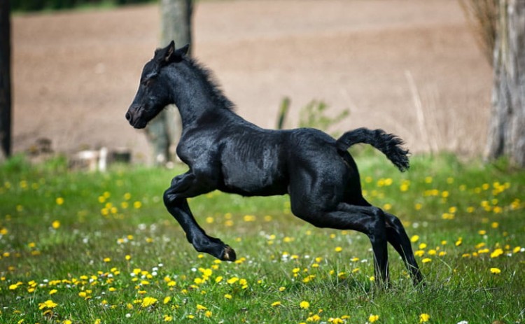 Brandweer Gameren redt pony uit de sloot