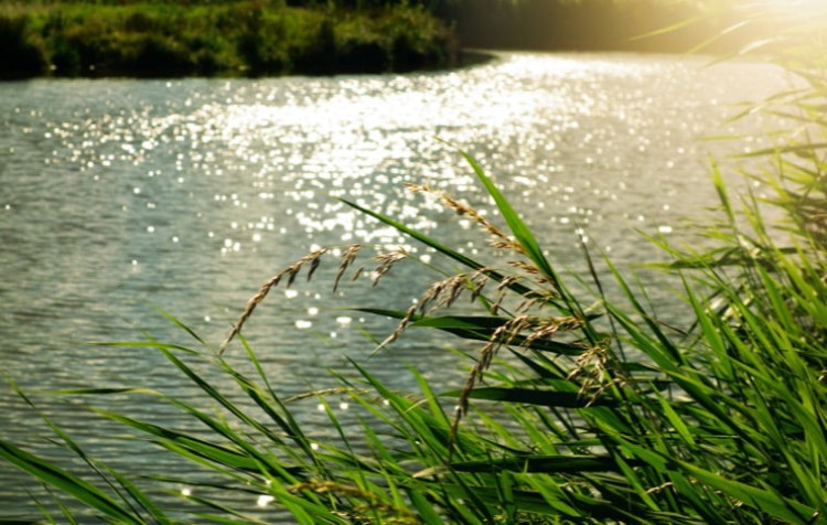 Rijkswaterstaat werkt aan ecologisch herstel Afgedamde Maas