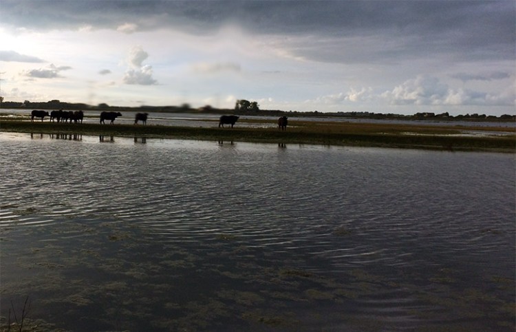 Hoogwater: Rode Geuzen en Konikpaarden in veiligheid