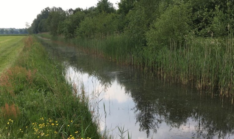 Waterschap start nieuwe subsidie voor natuurvriendelijke oevers