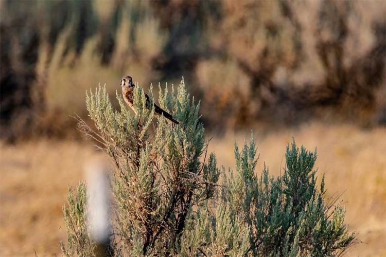 Natuurwacht Bommelerwaard wil torenvalk terug in boerenlandschap