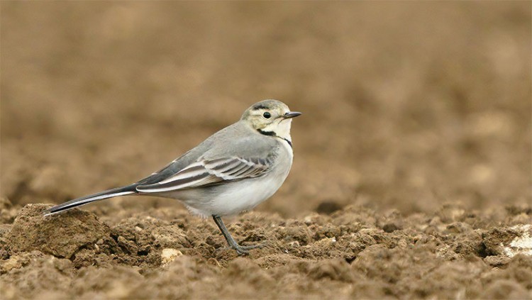 Lezing: versjes en weetjes over vogels in de Bommelerwaard