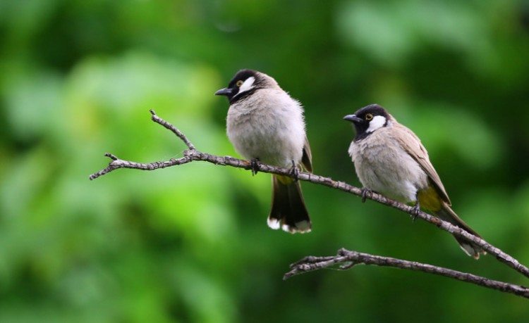 IVN Maas en Waal start vogelcursus