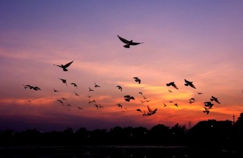 Excursie Avondvogels in de Boezem