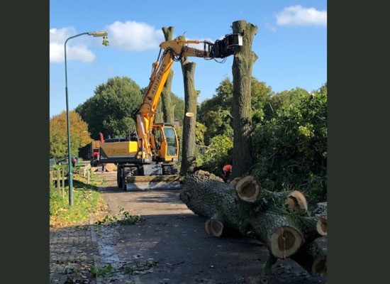 Gemeente kapt 375 zieke essen