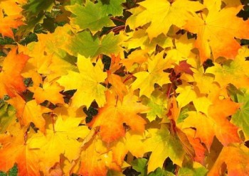 Herfstconcert DES Hedel