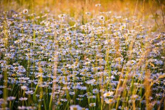 Vroeg maaien voor bloemrijke dijk