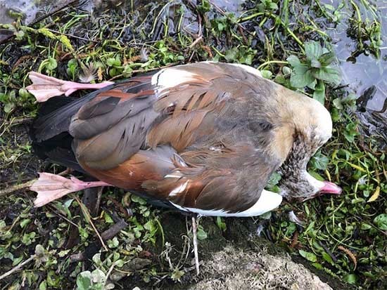 Onbekenden beschieten watervogels, politie stelt onderzoek in 
