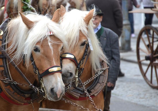 Paardenmarkt 2026