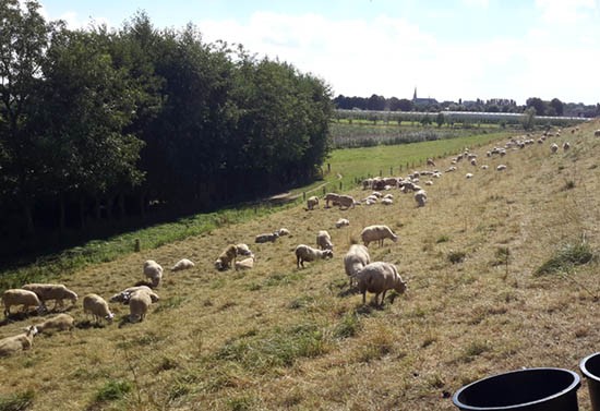 Waterschap vraagt veehouders schapen van de dijk te halen