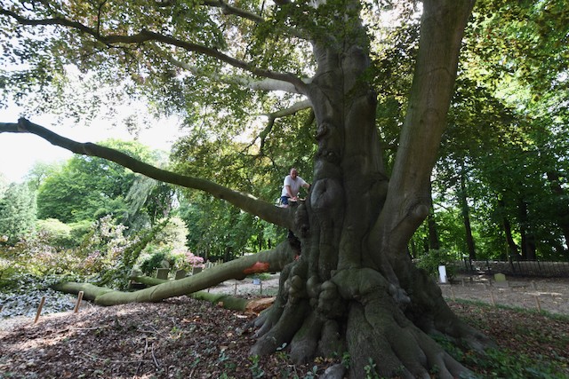Monumentale beuk op Bommels begraafplaats lijkt na 200 jaar nog maar kort te leven