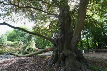 Monumentale beuk op Bommels begraafplaats lijkt na 200 jaar nog maar kort te leven