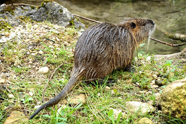 Aantal gevangen muskusratten stabiel in rivierengebied