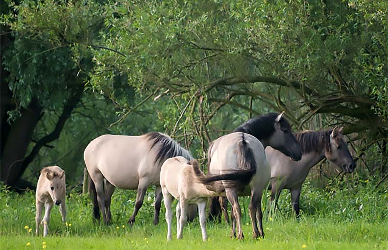 Jonge dieren van het Munnikenland